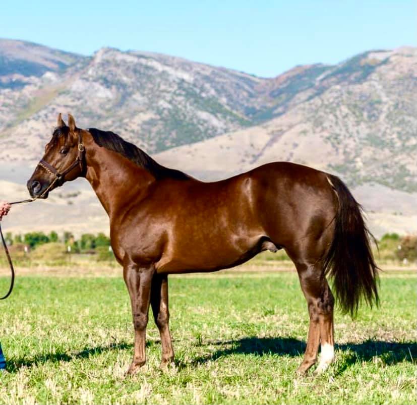 2022 Stallion Auction Idaho Quarter Horse Racing