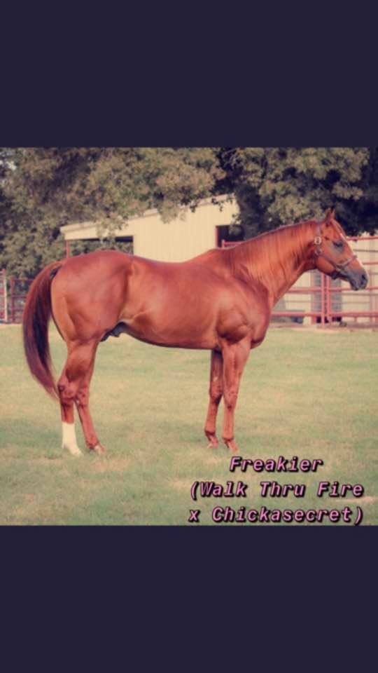 2022 Stallion Auction Idaho Quarter Horse Racing