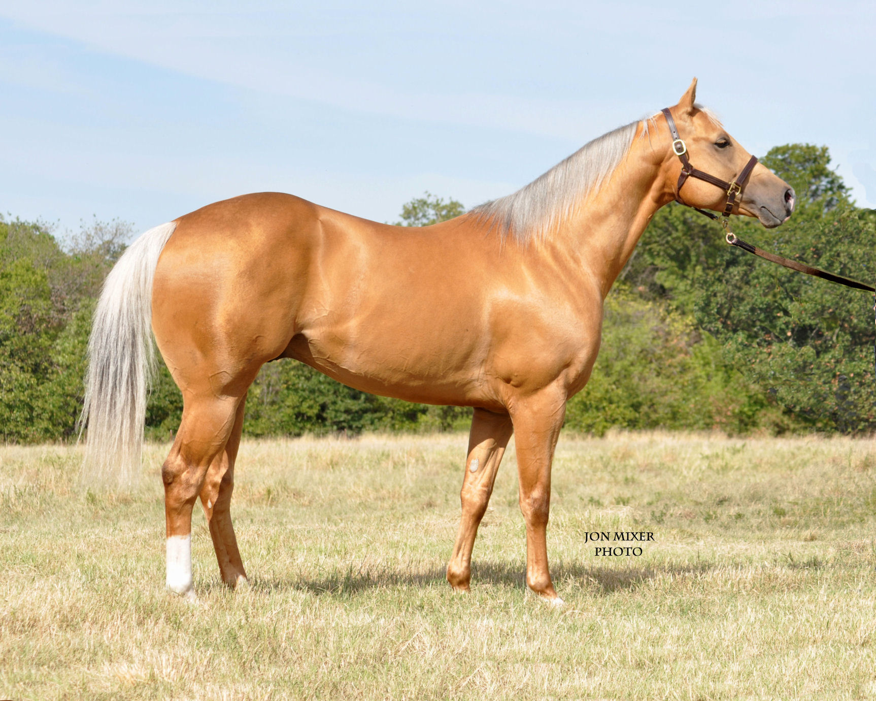 2022 Stallion Auction Idaho Quarter Horse Racing