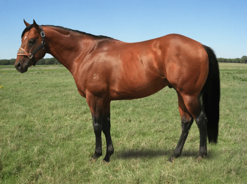 2022 Stallion Auction Idaho Quarter Horse Racing